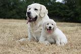 GOLDEN RETRIEVER 710